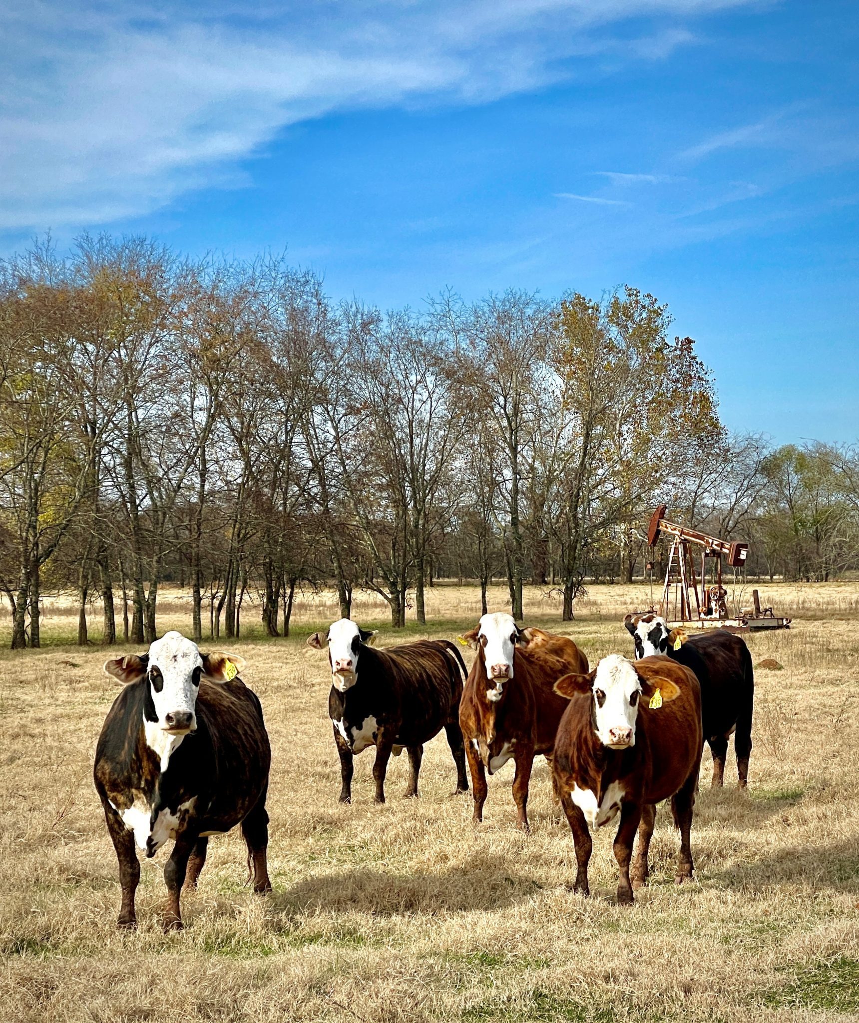Cattle, cute but they sure produce methane!