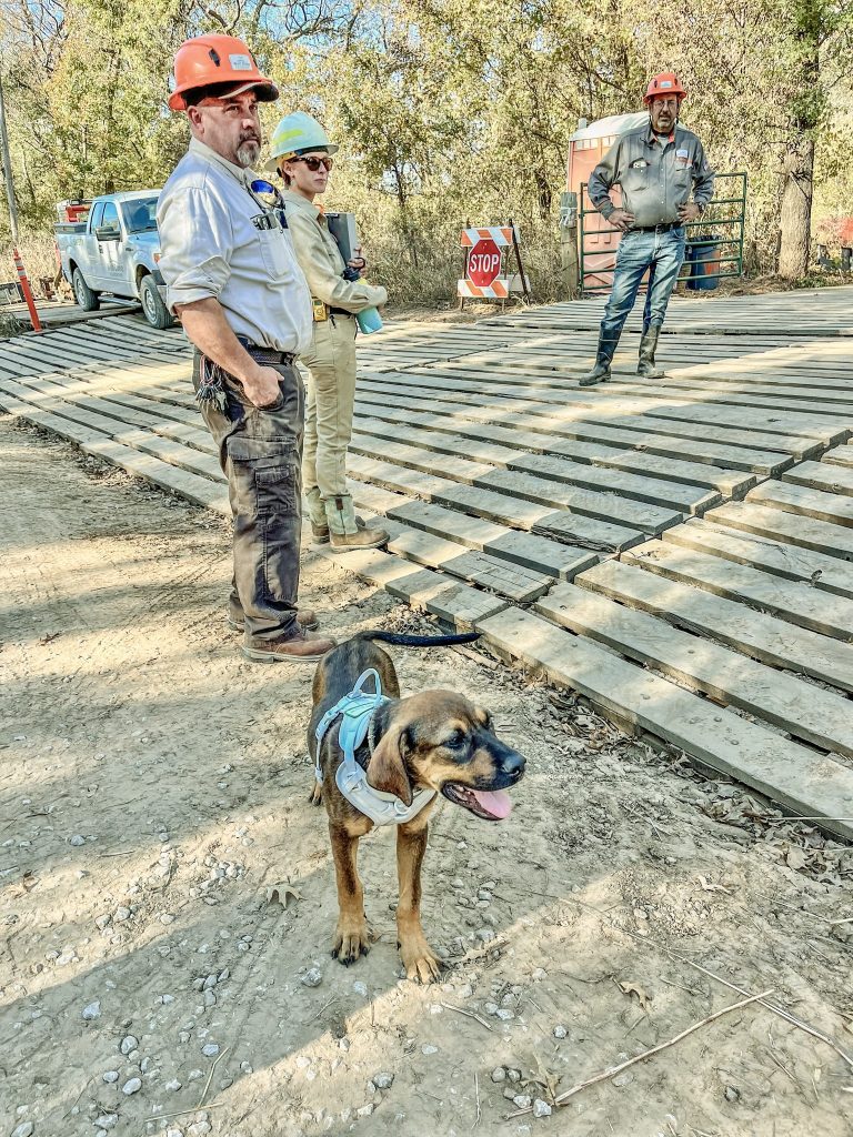 Our newest crew member, Plugger the hound