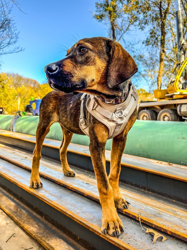 Our newest crew member, Plugger the hound