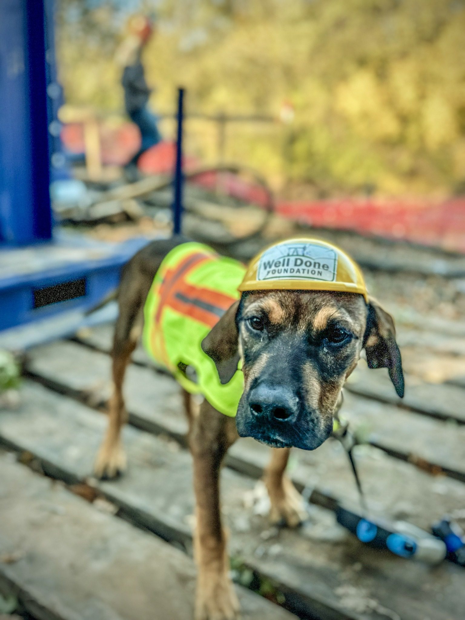 Our newest crew member, Plugger the hound